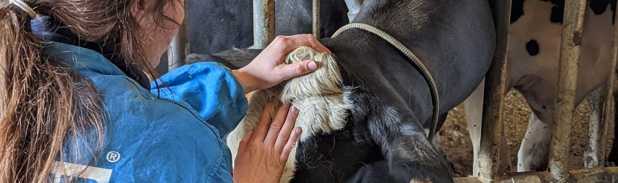 Bovins en bonne santé au pré dans un élevage de Vendée