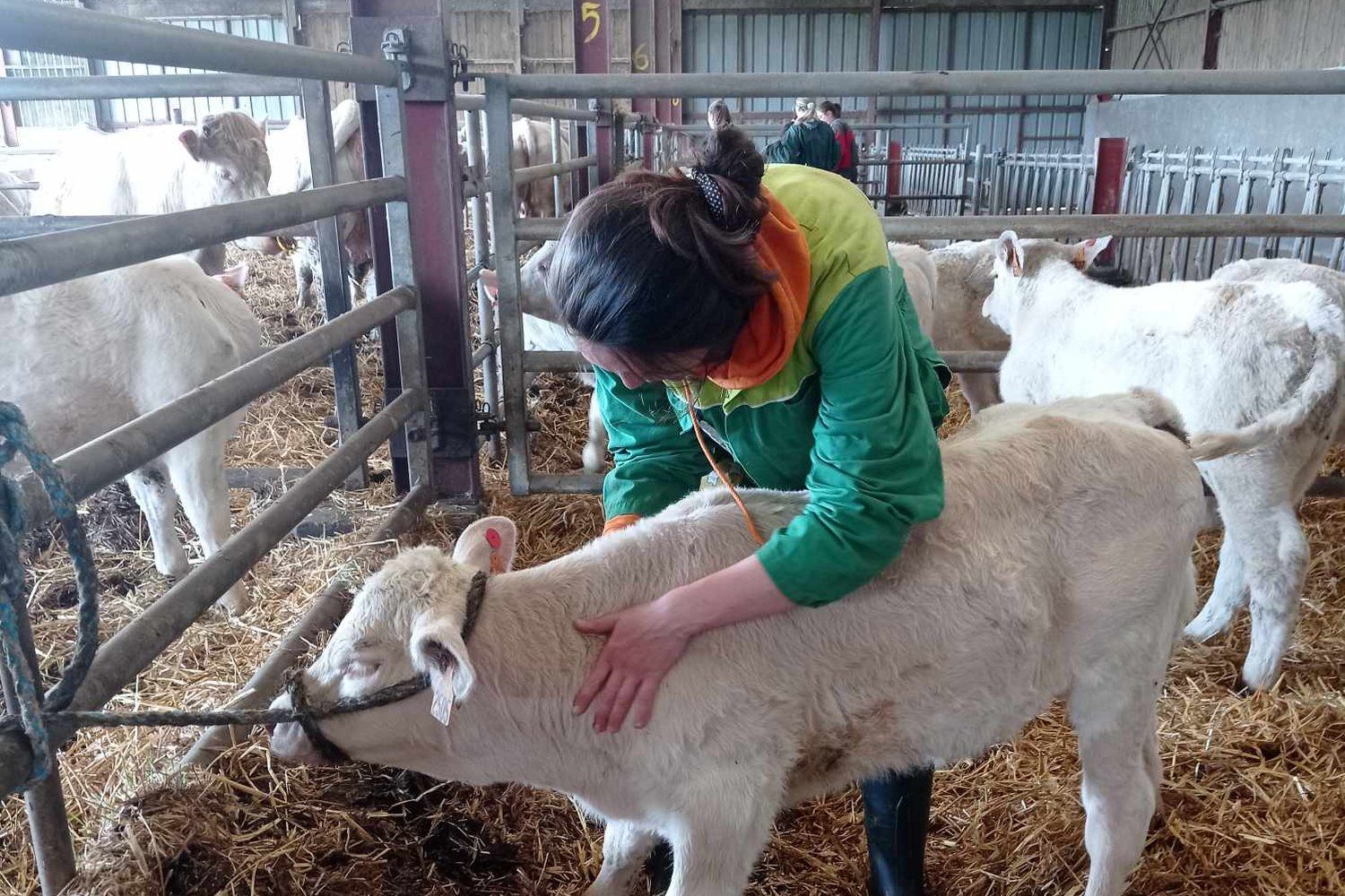 Ostéopathie bovine dans un élevage de Vendée