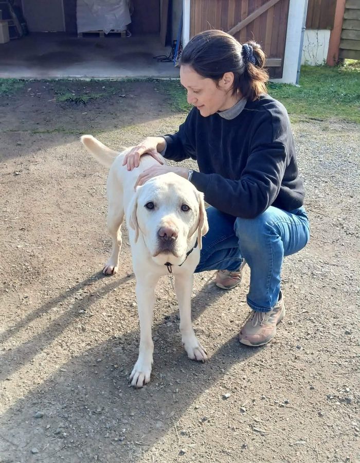 Séance d'ostéopathie sur un chien en extérieur