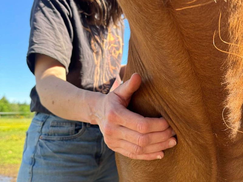 Manipulation ostéopathique sur un cheval