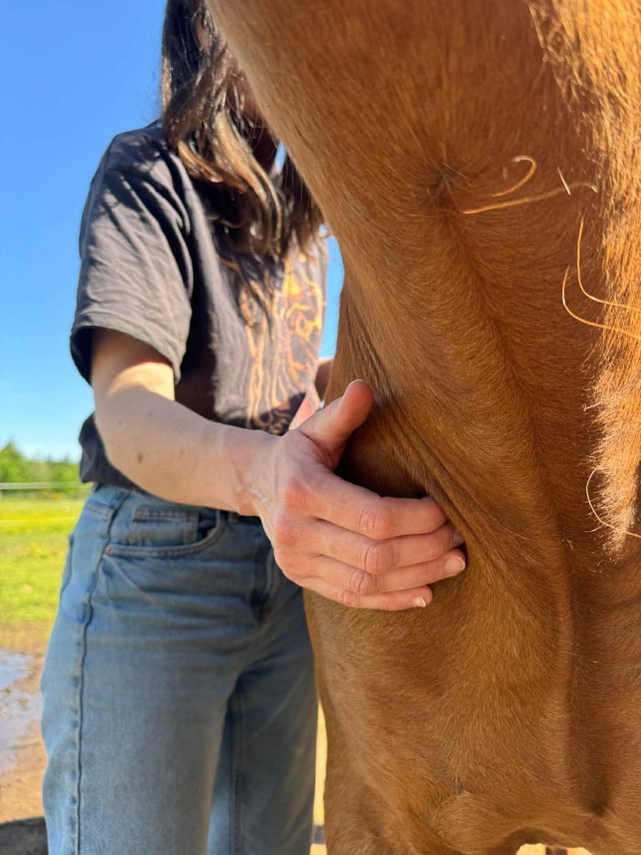 Ostéopathie pour équidés (chevaux et ânes)